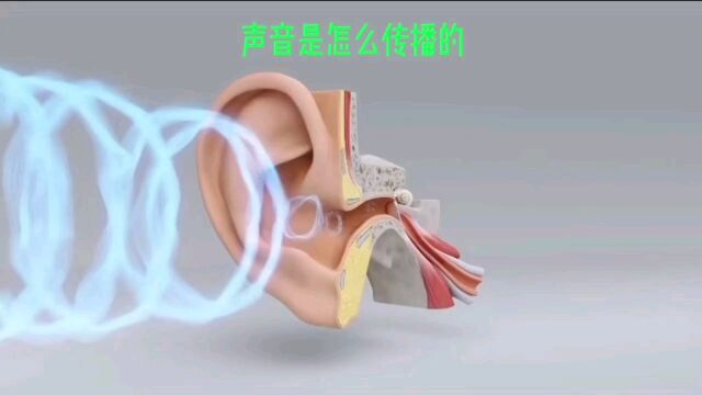 声音是怎么传播的