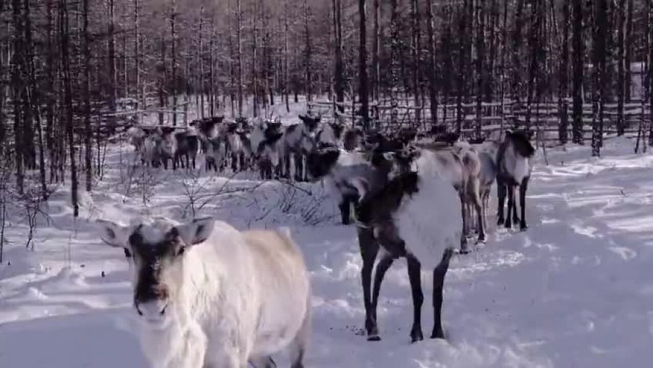 根河:山间落雪 林深见鹿