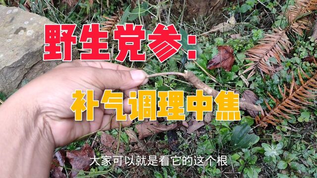 野党参:能补齐调理中焦,认识一下自己可以上山采