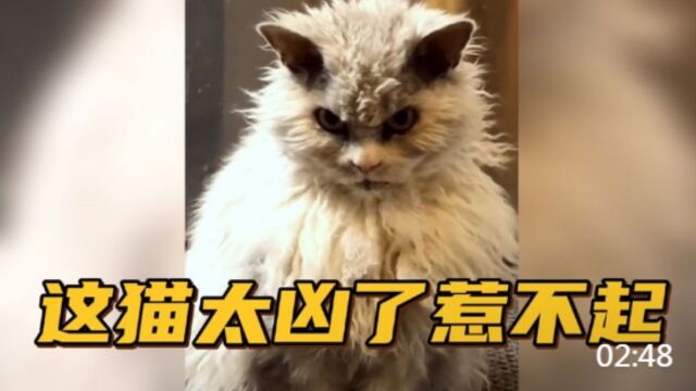 【搞笑配音】这猫咪表情也太凶了吧,实在是惹不起