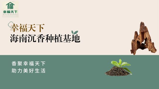 央视2套报道:海南沉香种植生财有道