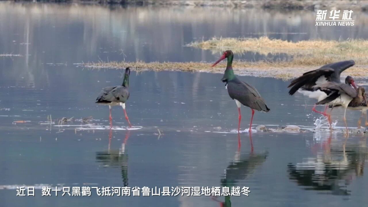 千城胜景|河南鲁山:越冬黑鹳舞翩跹