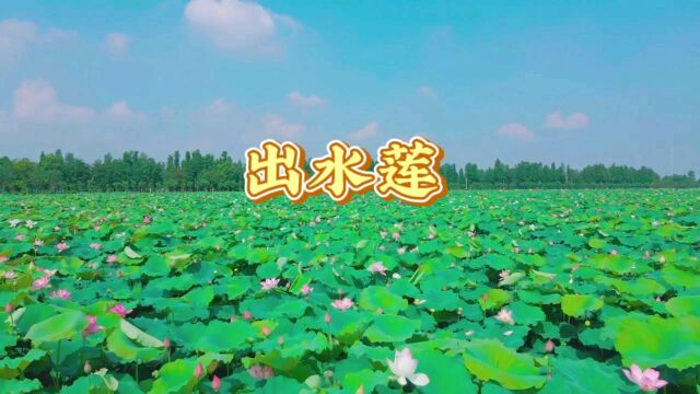 经典名曲《出水莲》表达荷花高洁纯洁的品质和出淤泥而不染的高贵