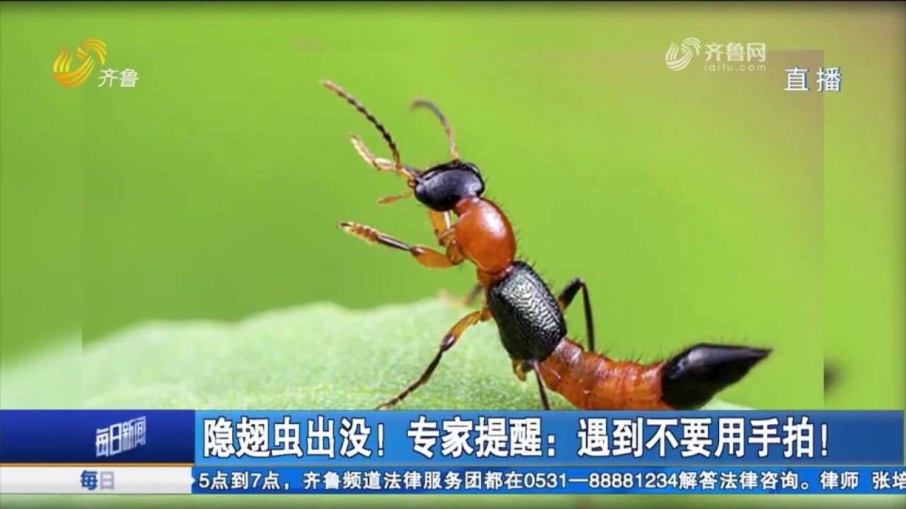 隐翅虫出没!很多市民对此不了解,专家提醒:遇到千万不要用手拍