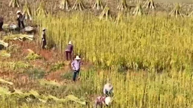 江西樟树调整农业种植结构,万亩芝麻丰收