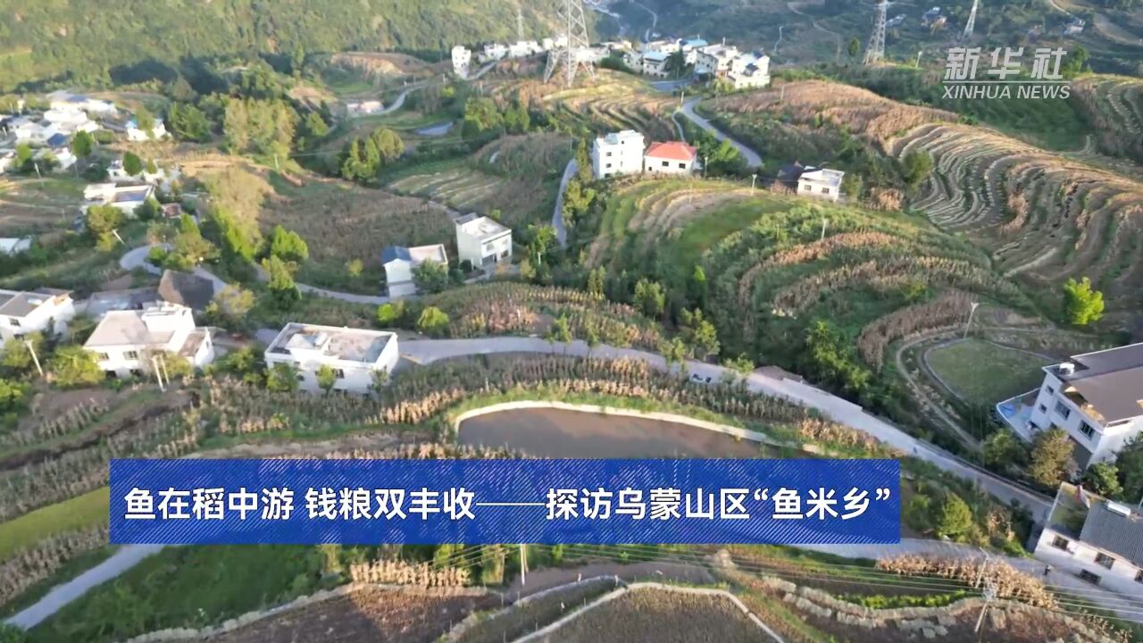 鱼在稻中游 钱粮双丰收——探访乌蒙山区“鱼米乡”