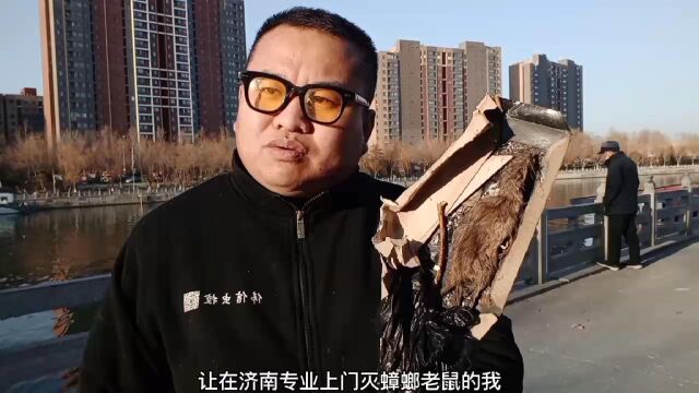 济南除鼠灭蟑24小时上门灭蟑螂老鼠的我给天桥区商户灭老鼠问题!