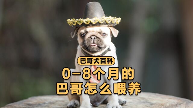 4招,教你养好08个月的巴哥幼犬!