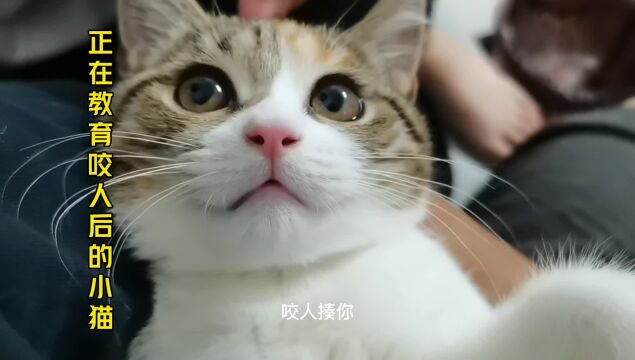 喜欢咬人的小猫怎么教育呢?