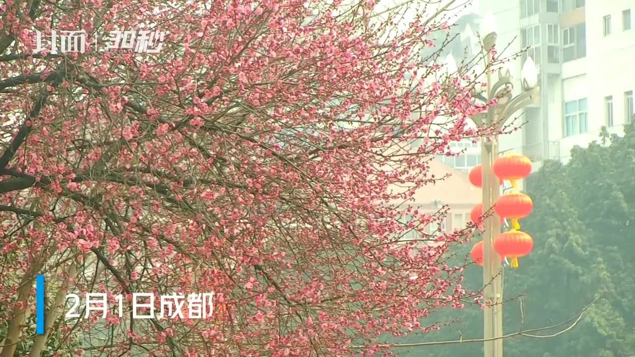 府河畔红梅花开 绿道改造 今春只有“隔河赏花”