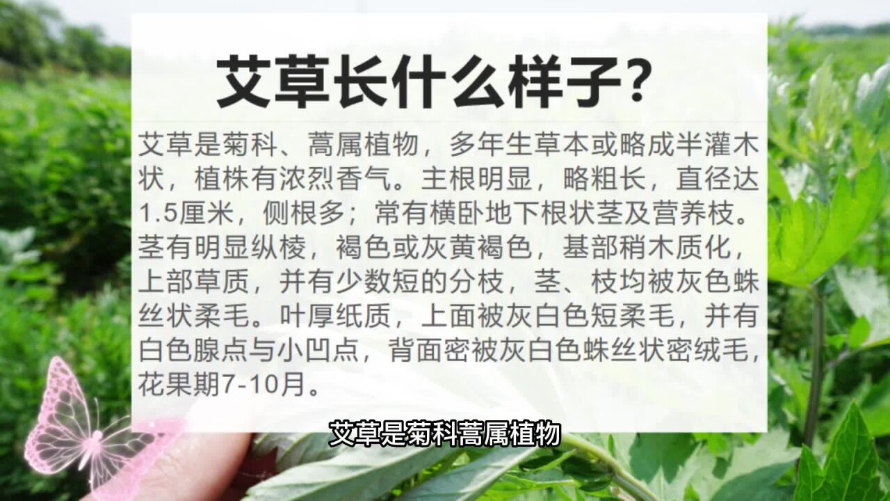 艾草长什么样子?要是在生活当中路过,你认识吗?