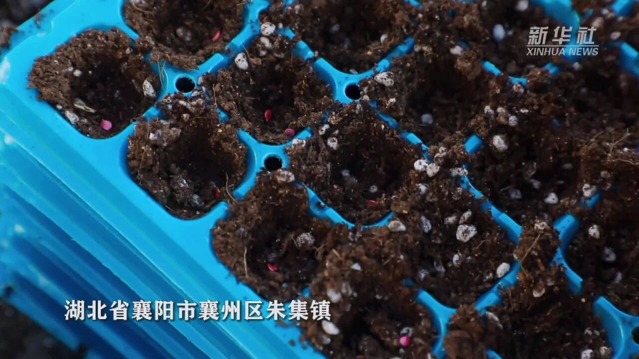 湖北襄阳:人勤春早育新苗