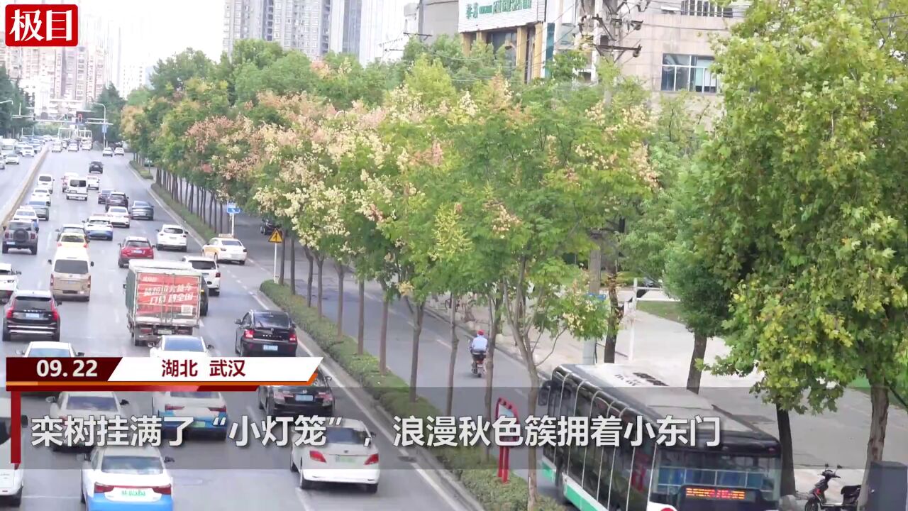 【视频】栾树挂满了“小灯笼”浪漫秋色簇拥着小东门