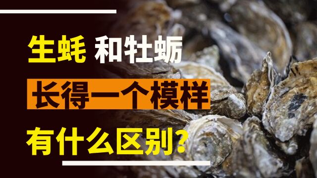 生蚝和牡蛎看起来很像,究竟有什么区别?了解这4点,再买不吃亏