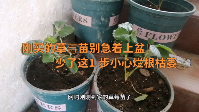 刚买的草莓苗别急着上盆!少了这1 步小心烂根枯萎