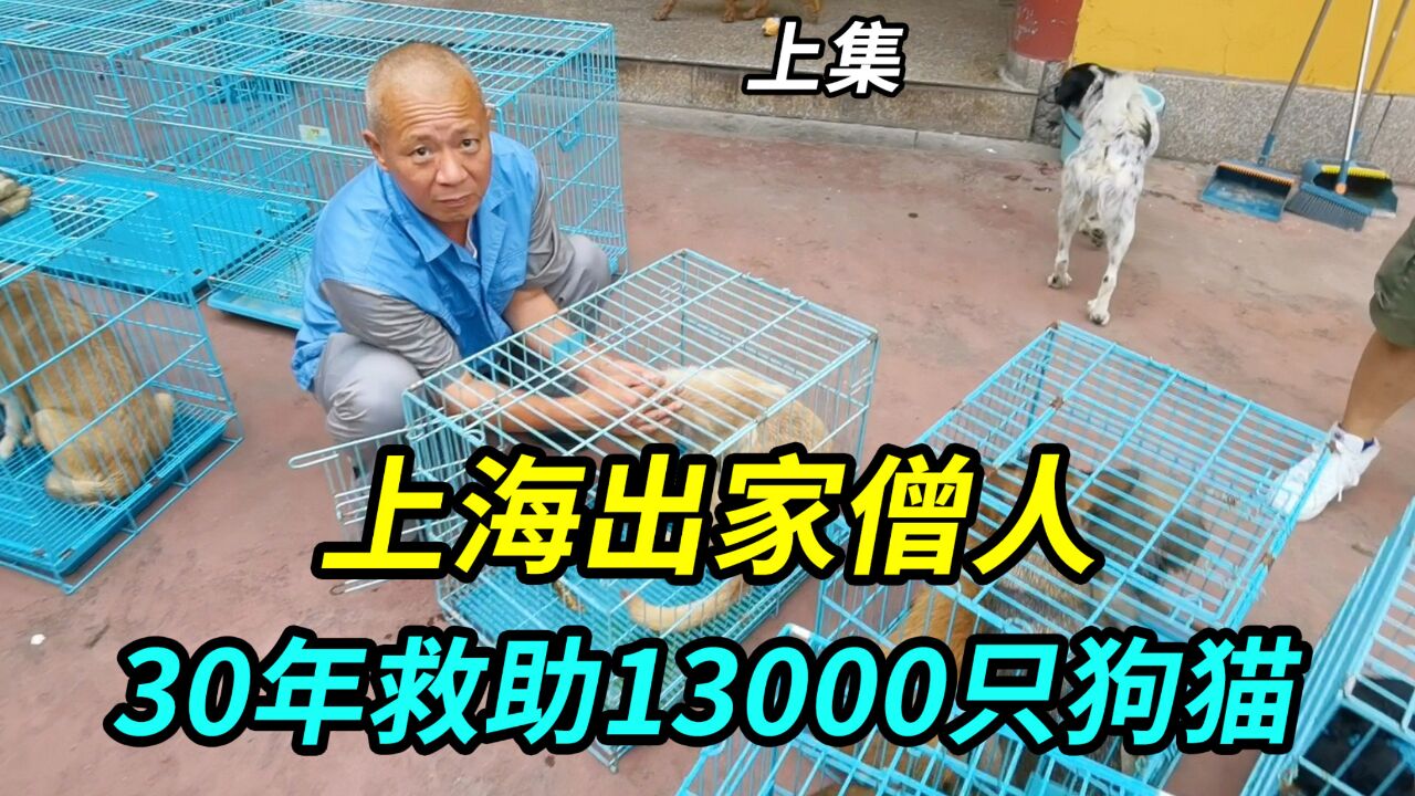 上海寺庙一位出家僧人,30年来救助收留13000只狗猫