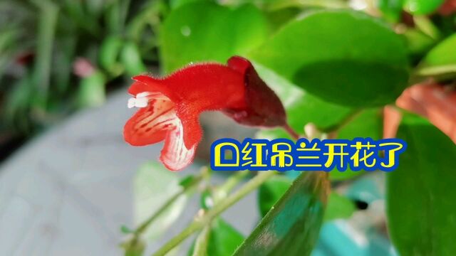 口红吊兰春天做好养护开花好