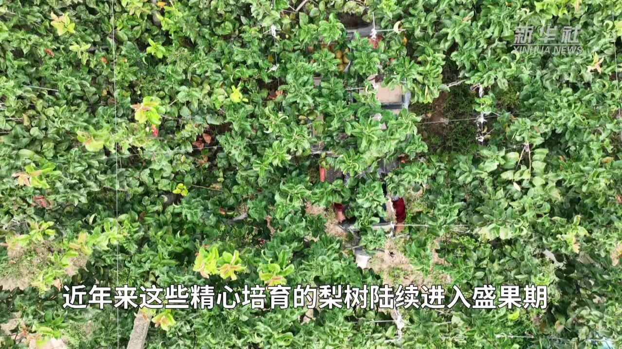 河北威县:10万亩沙荒地上的梨果大丰收