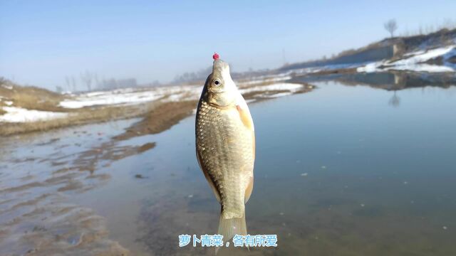 鱼类喜欢吃什么食物和什么有关?基因决定了鱼类对食物的喜好