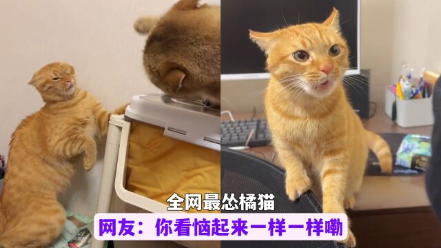 全网最蠢的橘猫,又菜又爱打架,网友:看它嘴巴倒是挺会骂!