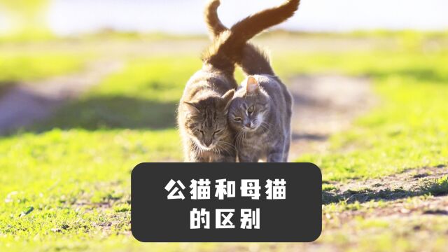 养公猫好还是养母猫好?看完你不会再纠结!