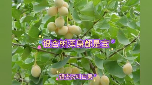 银杏树浑身都是宝#银杏树