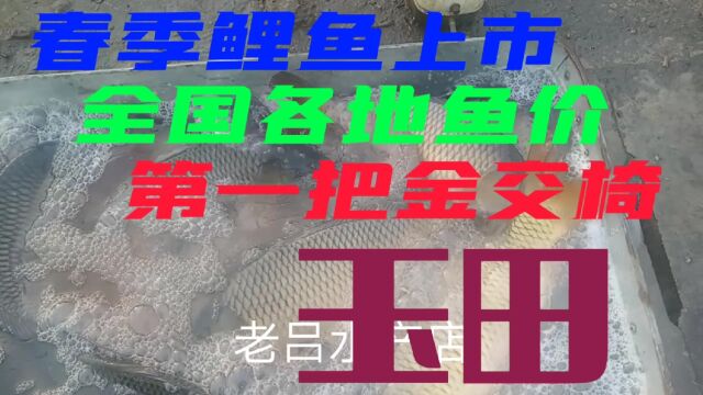 2023年春季鲤鱼价格坚挺,第一把金交椅是唐山玉田