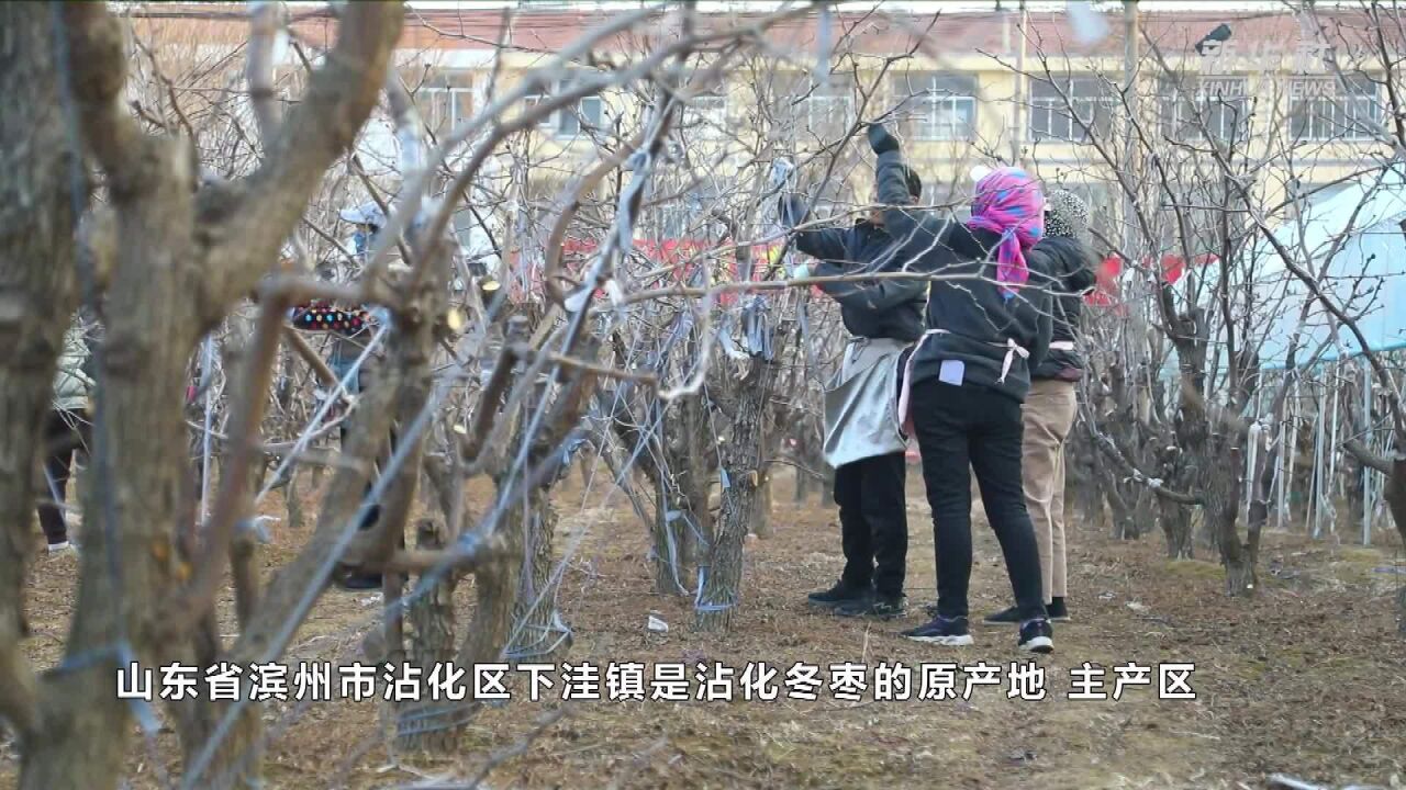 山东滨州:人勤春早 万亩枣园管护忙