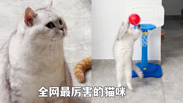 乔巴日记:会足球会灌篮的猫咪,你应该是第一次见吧