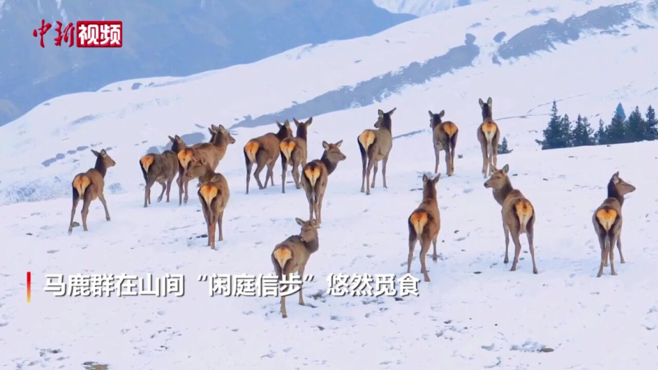 新疆:野生马鹿雪地踏春