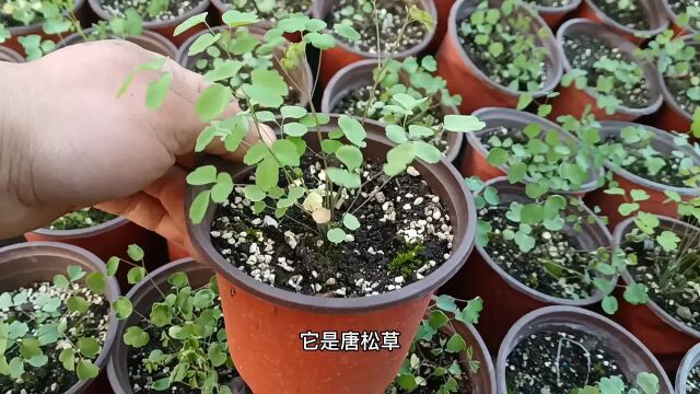 唐松草枝条细细,开花却非常漂亮,网红新奇植物推荐