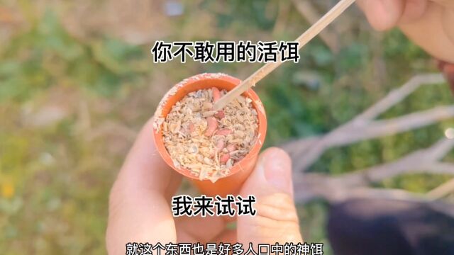 钓鱼专用蛆