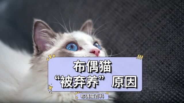 布偶猫“被弃养”,离不开这4个原因