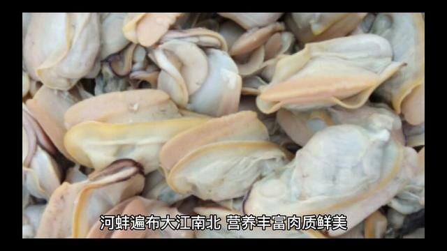 河蚌遍布大江南北,营养丰富肉质鲜美,为什么吃的人却越来越少了?#海鲜 #科普 #美食 #同城浏览