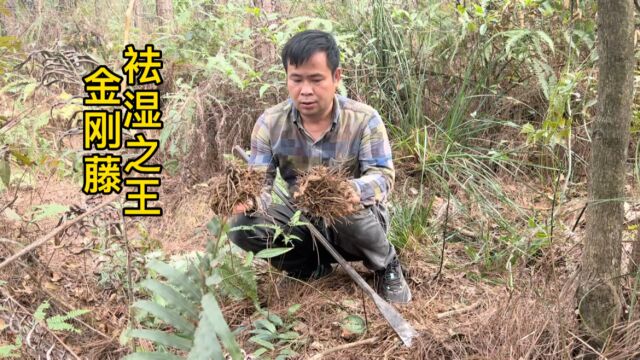 山坡地里长的金刚藤,小伙2小时挖出8斤金刚薯,结果好意外