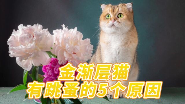 金渐层猫有跳蚤的5个原因