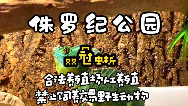 史前生物双冠龙#侏罗纪公园 #双冠蜥蜴 #人工养殖 #爬宠日常 #非野生动物