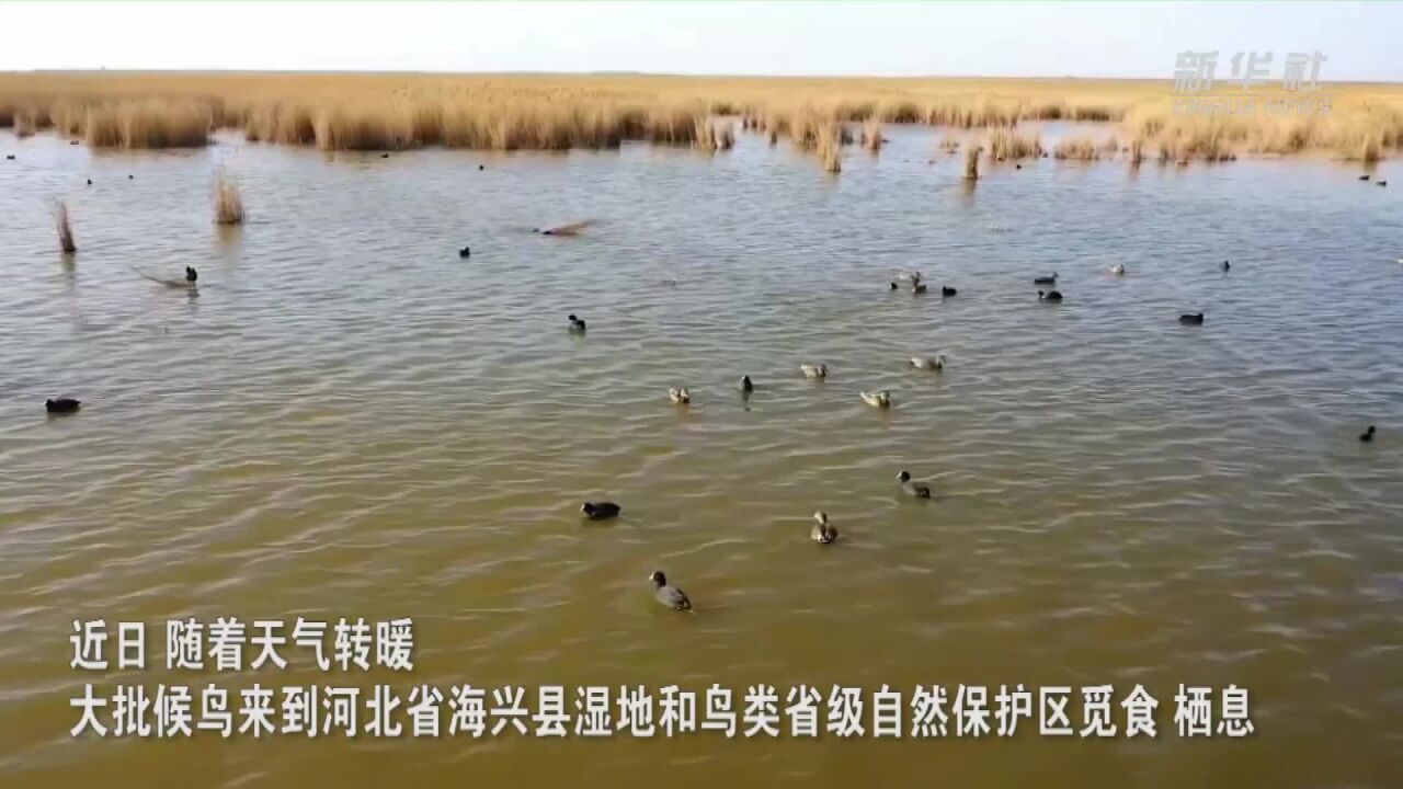 河北海兴湿地迎来大批珍稀候鸟