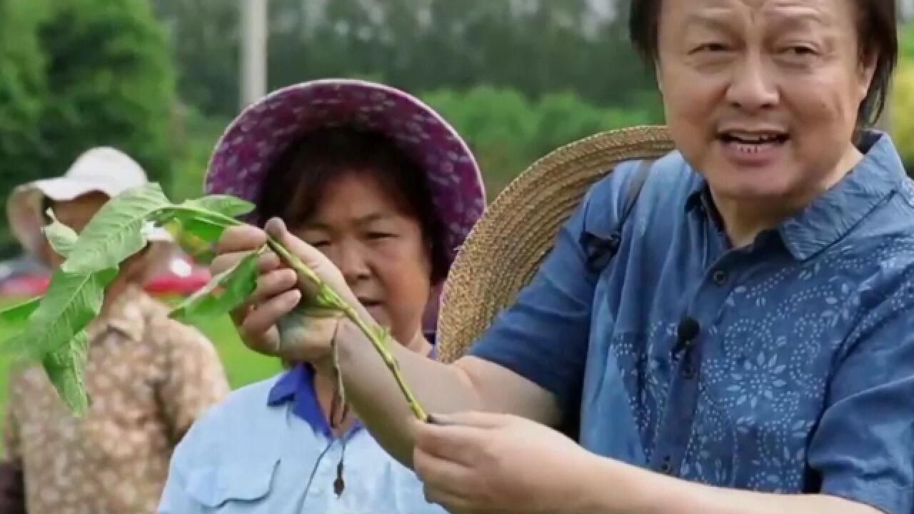 花朵绽放带给人们的不只是视觉享受还有关于颜色转化的灵感