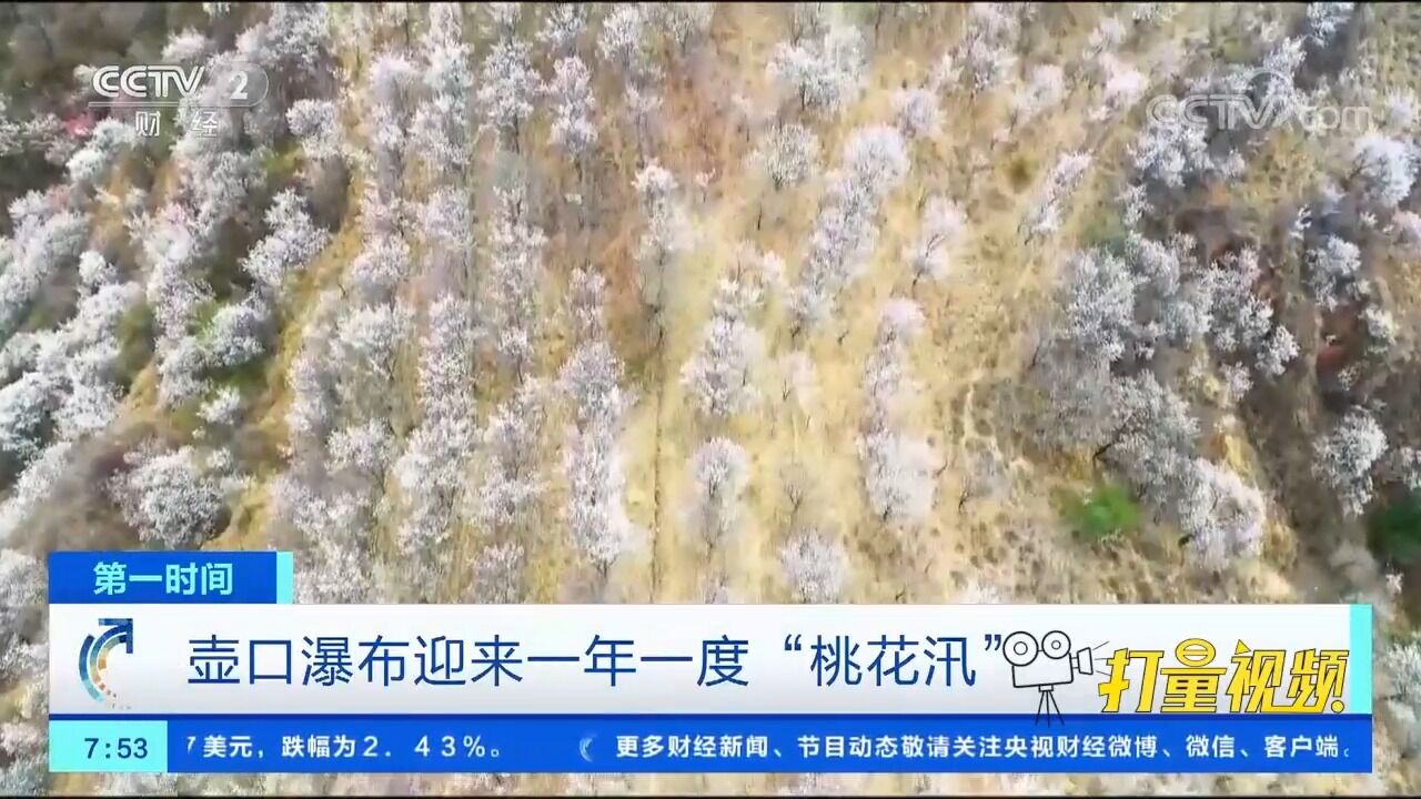 两岸桃花次第盛开,黄河壶口瀑布迎来一年一度“桃花汛”