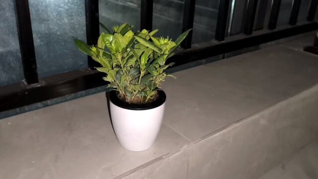 种植植物