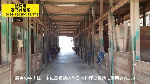 霞ヶ浦畜产场 Cow Farm in Japan 霞浦畜牧农场