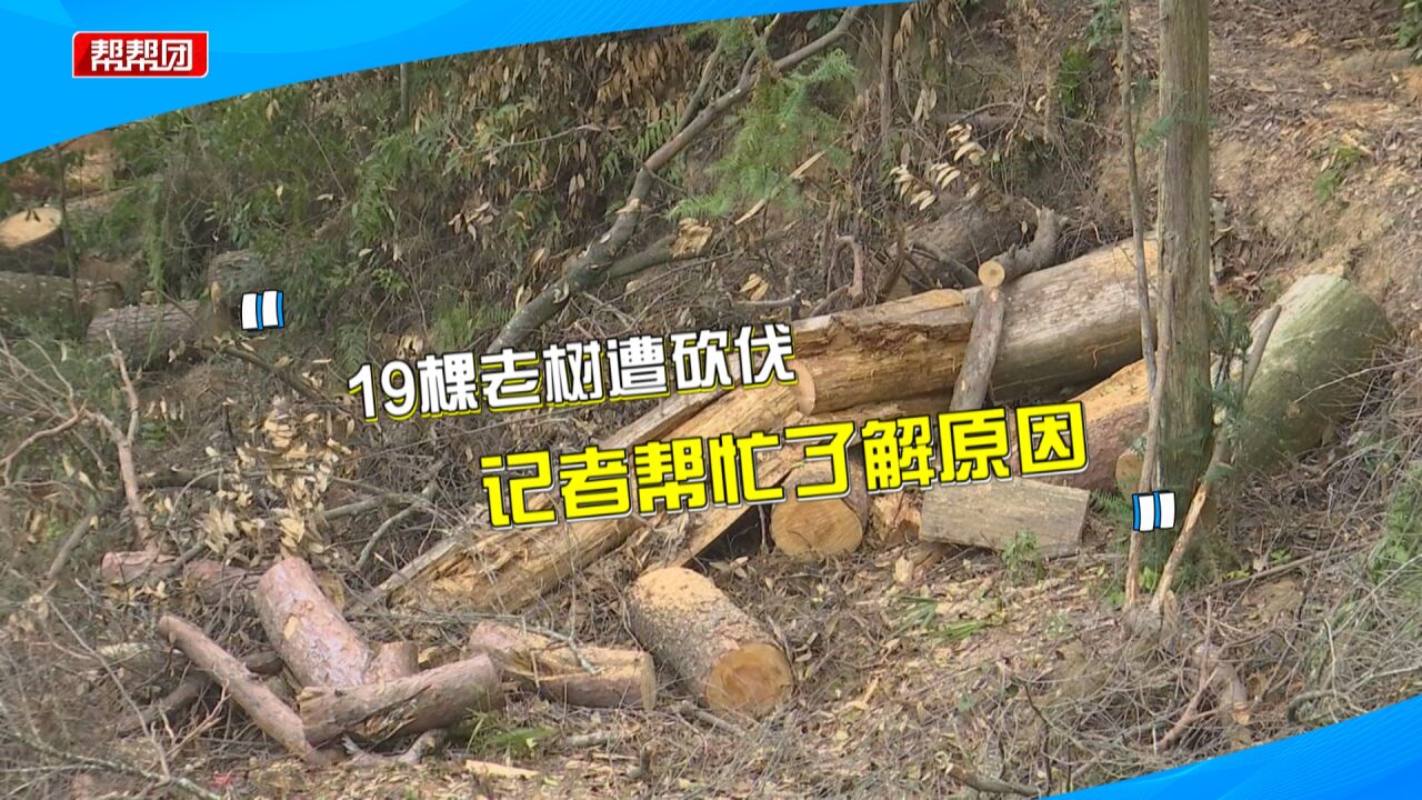 19棵老松树突遭砍伐引村民担忧,林业部门回应