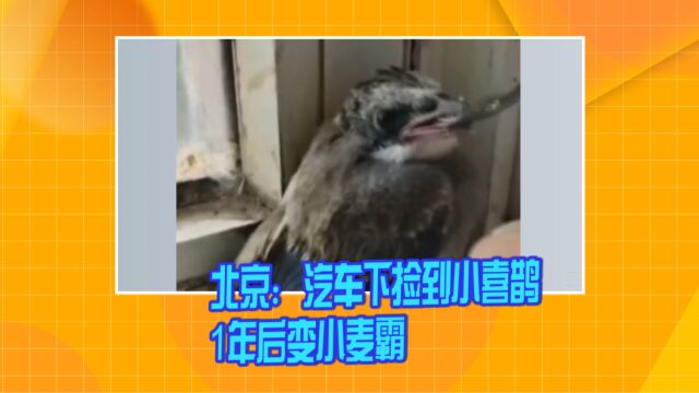 北京:汽车下捡到小喜鹊 1年后变小麦霸