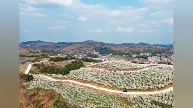 视频|涟源黄龙村:樱桃花开满眼春