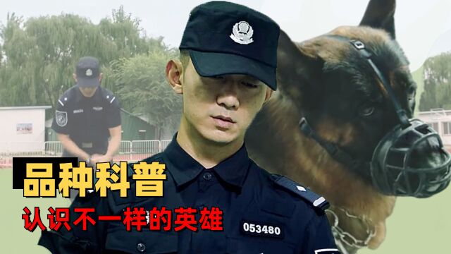 七小汪警犬队:警犬种类知多少,带你认识那些不一样的英雄