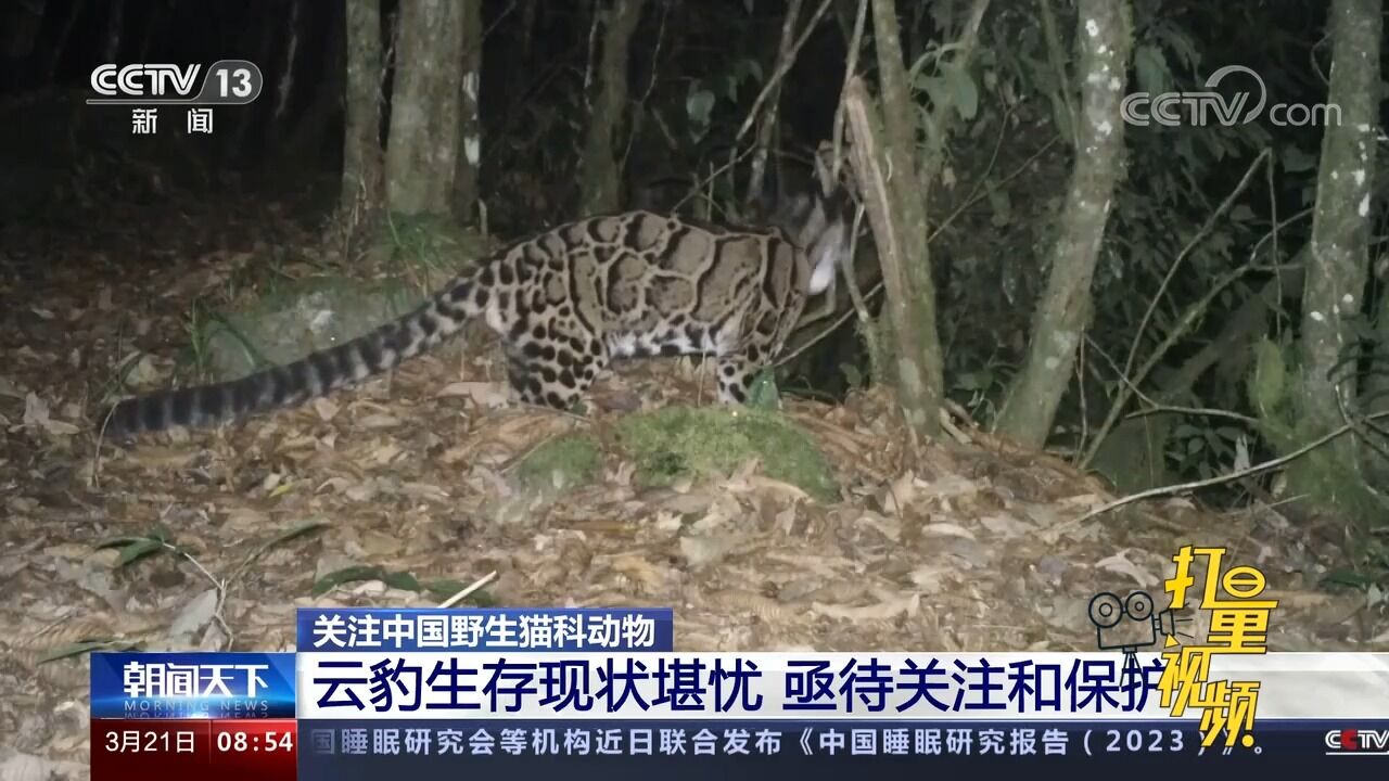 极危等级!云豹生存现状堪忧,亟待关注和保护