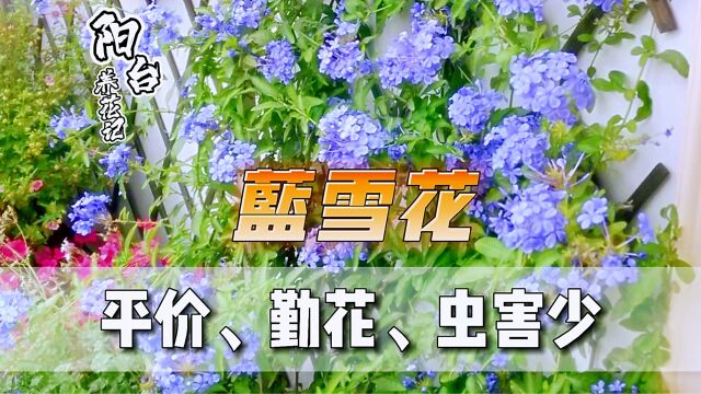 蓝雪花平价勤花少虫害,灵活百搭好造型,阳台、花园都适合!