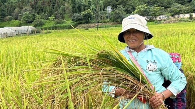 云南旱地水稻开镰 村民:产量好于去年