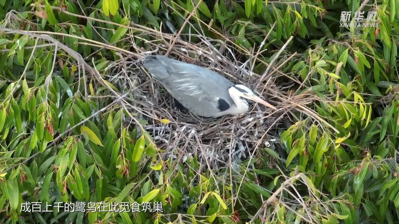 广州海珠湿地鹭鸟翩飞生态美